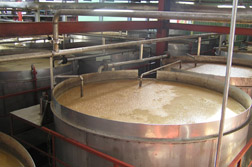 fermentation